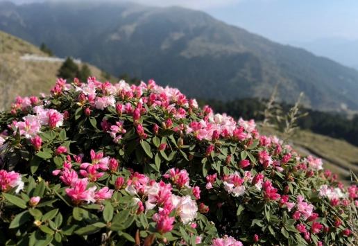 合歡山賞花路線 合歡山賞花路線