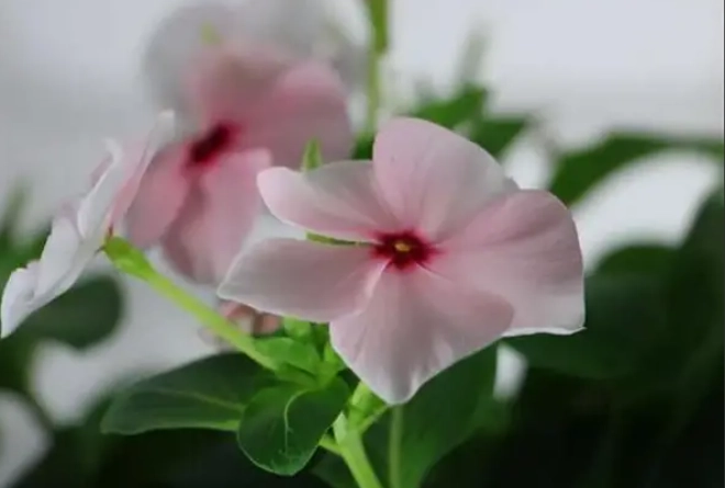 长春花种子种植 长春花种子种植