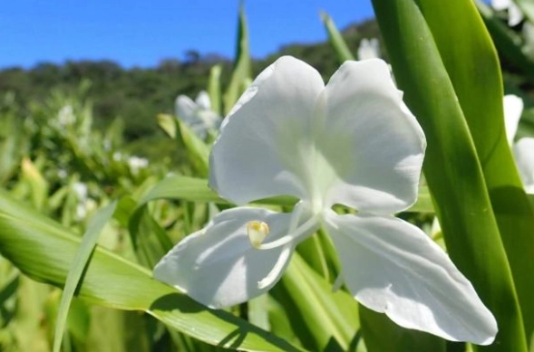野薑花栽培 野薑花栽培