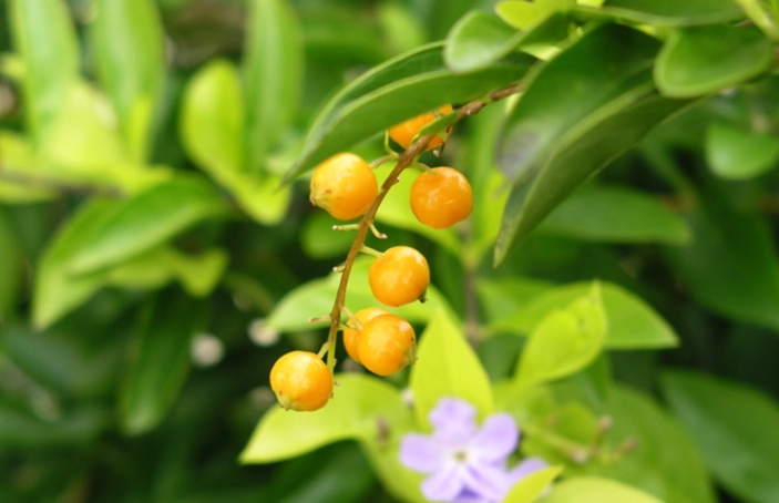 連翹植物用途 連翹植物用途