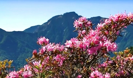 合歡山賞花路線 合歡山賞花路線