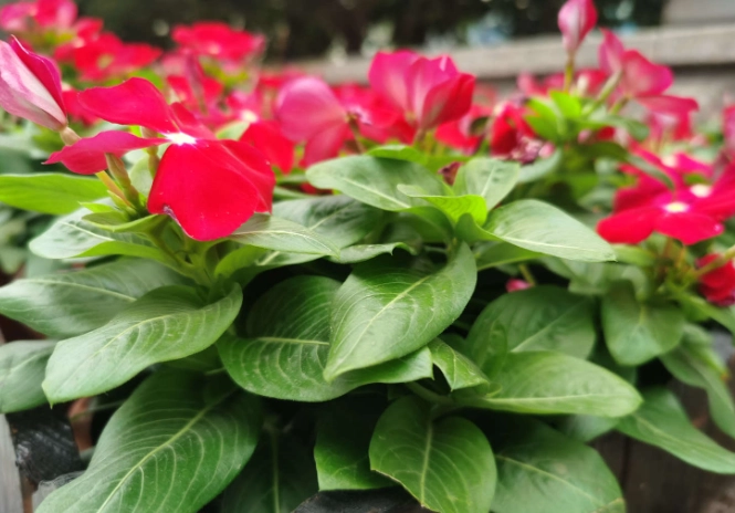 长春花播种 长春花播种