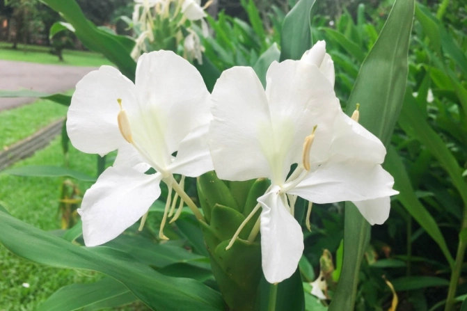 野薑花水培方法