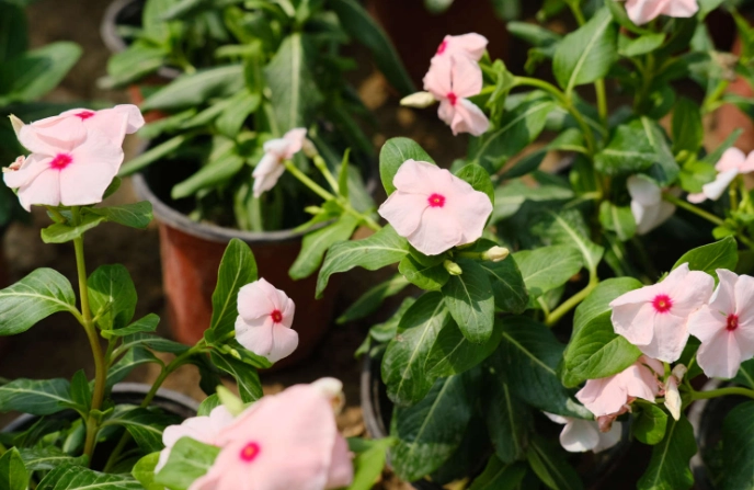 长春花播种 长春花播种