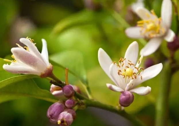 檸檬花種植 檸檬花種植