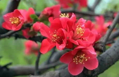 海棠花養護 海棠花養護