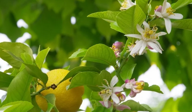 檸檬花好處 檸檬花好處