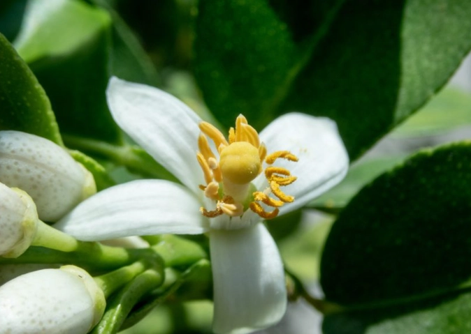 檸檬開花澆水 檸檬開花澆水