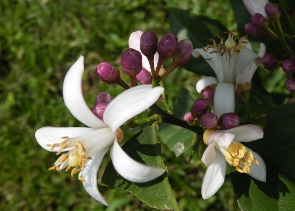 檸檬開花 檸檬開花