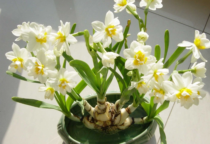 水仙花室內種植 水仙花室內種植