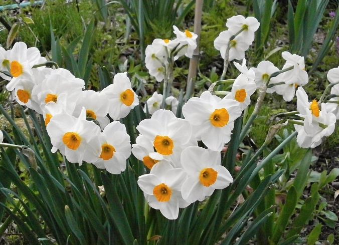 水仙花觀賞 水仙花觀賞