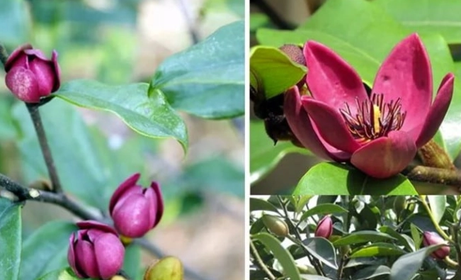 家裡种含笑花