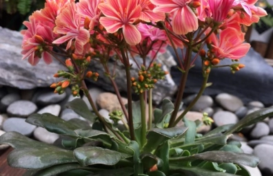 露薇花夏季養護 露薇花夏季養護
