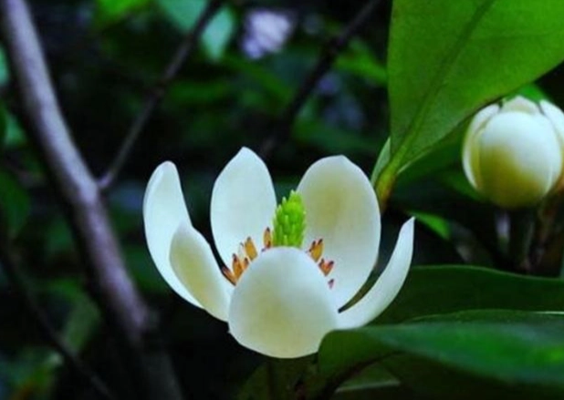 家裡种含笑花
