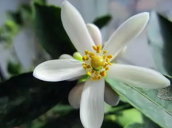 花語含義 花語含義