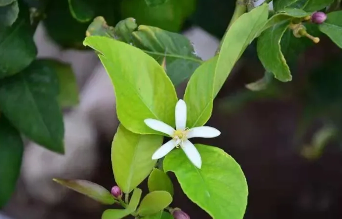 檸檬授粉 檸檬授粉