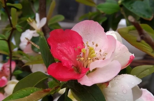 海棠花種植 海棠花種植
