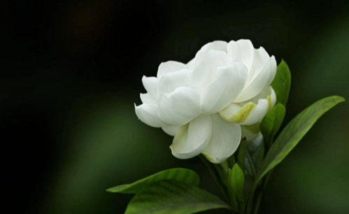栀子花照顧 栀子花照顧