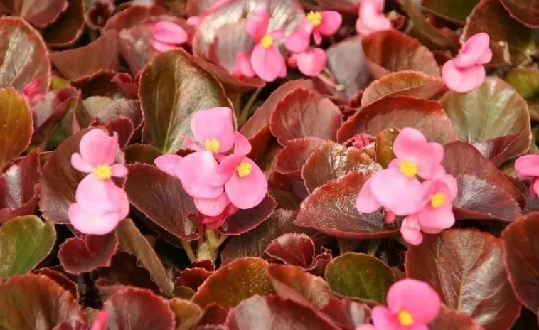秋海棠花種植 秋海棠花種植