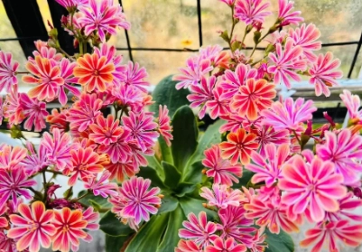 露薇花渡夏方法 露薇花渡夏方法