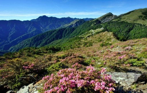 合歡山花期 合歡山花期