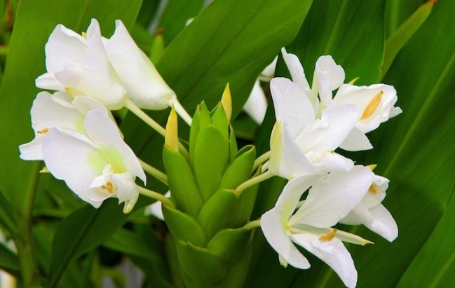 野薑花開花後護理 野薑花開花後護理