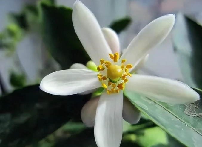 檸檬花種植 檸檬花種植