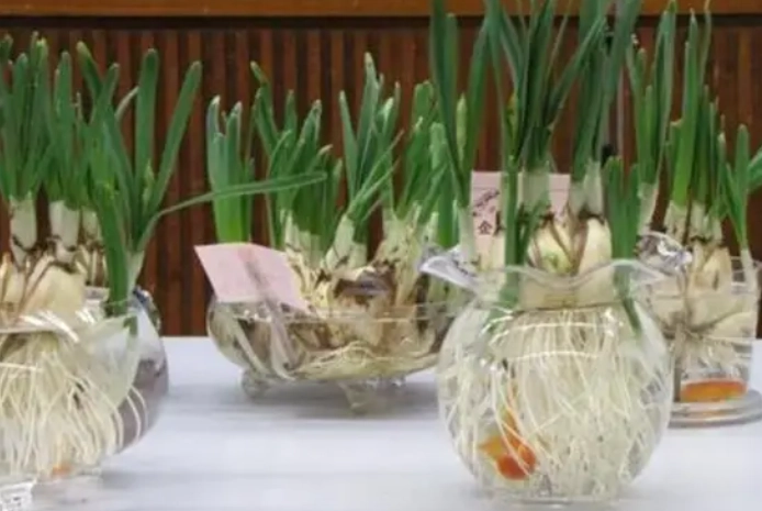 水仙花種子繁殖