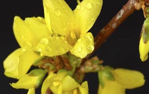 連翹花語意義 連翹花語意義