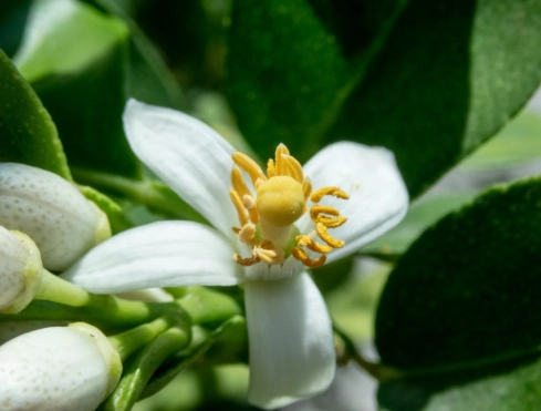 檸檬開花時間