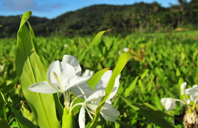 野薑花修剪方法 野薑花修剪方法