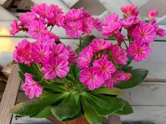 露薇花養護 露薇花養護