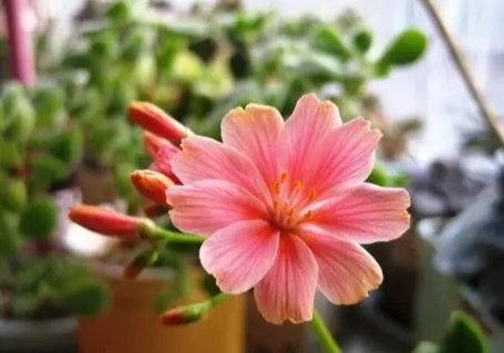 露薇花修剪方法 露薇花修剪方法