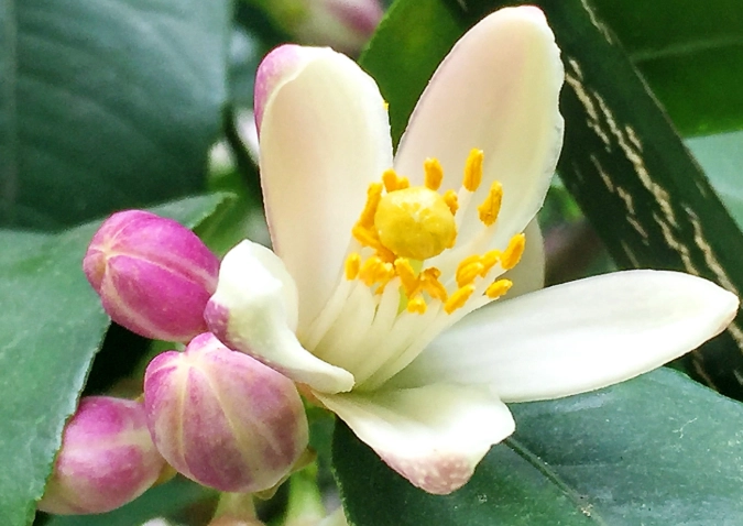 檸檬花使用方法 檸檬花使用方法
