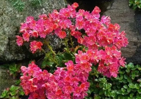 露薇花養護 露薇花養護