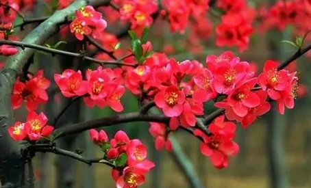 海棠花養護 海棠花養護