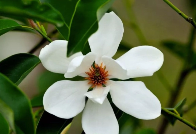 含笑花种植