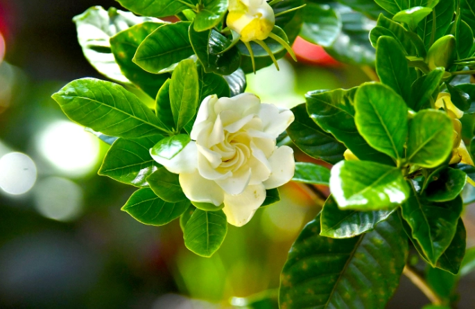 栀子花種植 栀子花種植