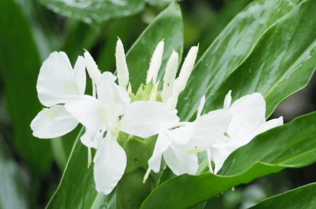 野薑花養護