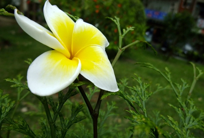 栀子花種植 栀子花種植