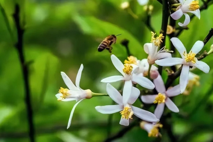 檸檬開花 檸檬開花