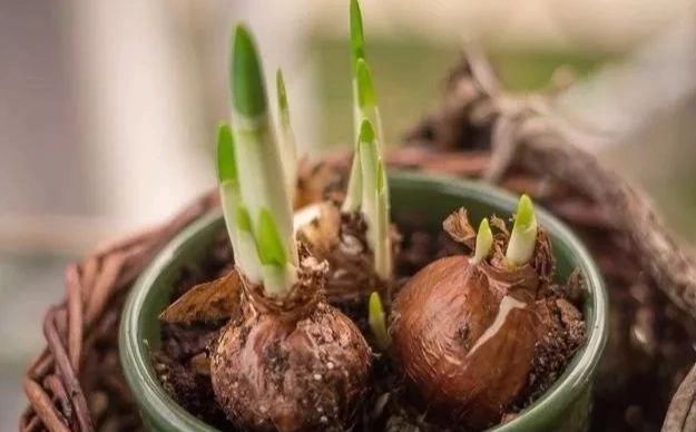 水仙花分球繁殖