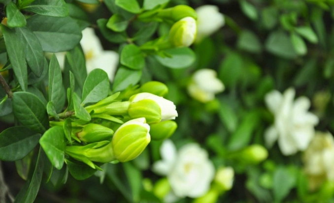 栀子花照顧 栀子花照顧