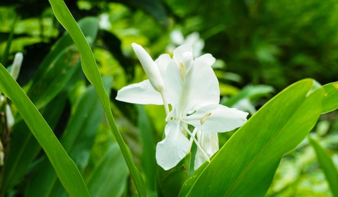 水種野薑花技巧