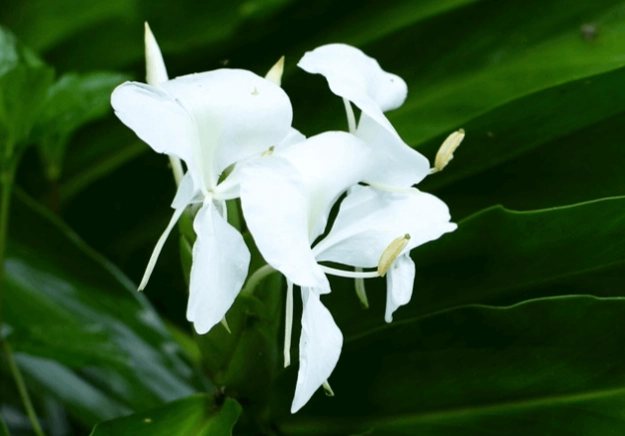 野薑花繁殖技巧 野薑花繁殖技巧