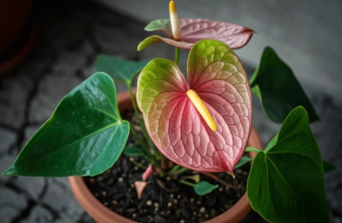 火鶴花分株 火鶴花分株