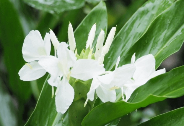 野薑花種植指南