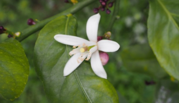 檸檬花種植 檸檬花種植