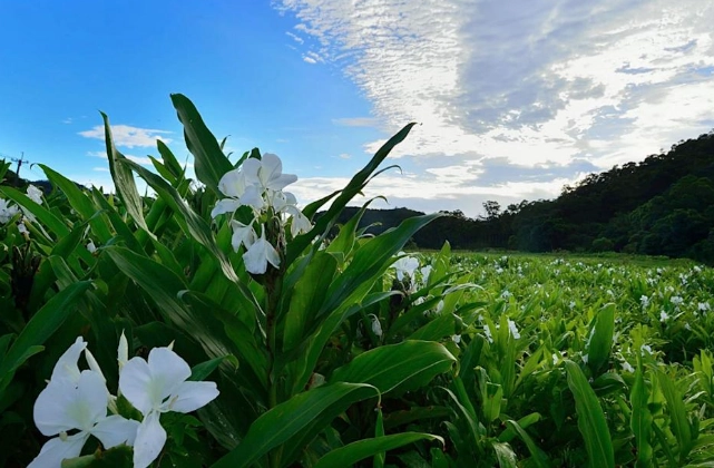 野薑花修剪方法 野薑花修剪方法