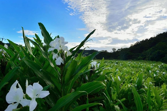 野薑花照顧 野薑花照顧